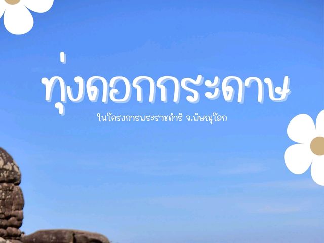 ทุ่งดอกกระดาษ