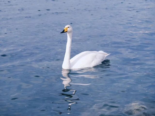 Sayram Lake: A Serene Summer Escape in Xinjiang’s Highlands