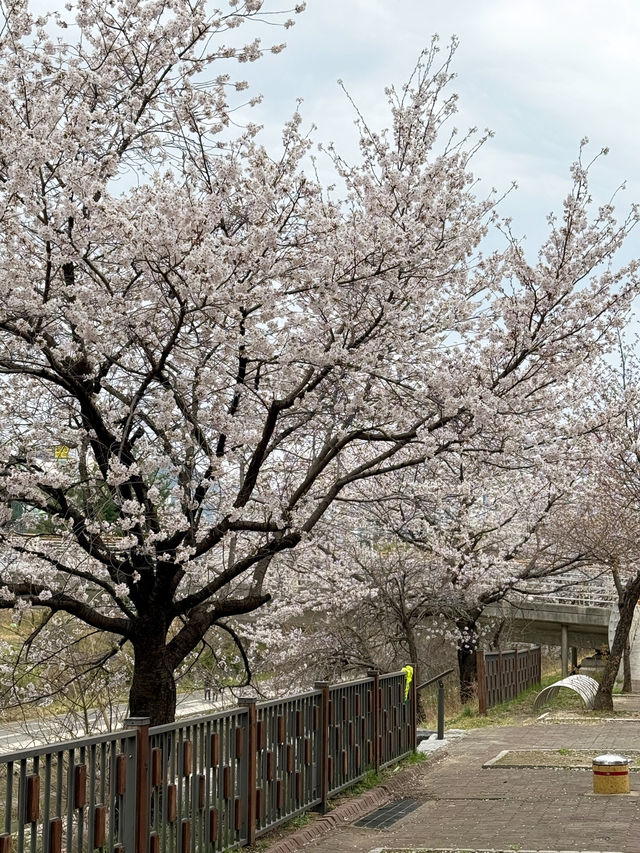의정부 벚꽃명소 🌸 비가와도 포기 못해요