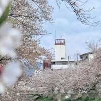 櫻花的搬運工～宇茂佐之森公園