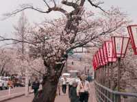 在高田城址公園賞櫻