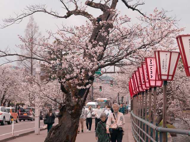 在高田城址公園賞櫻