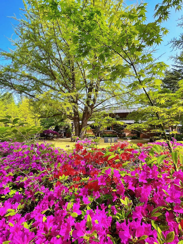 Blush Pink Paradise — Cherry Blossom Season on Nami Island