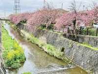 まだ間に合う！遅咲きの八重桜