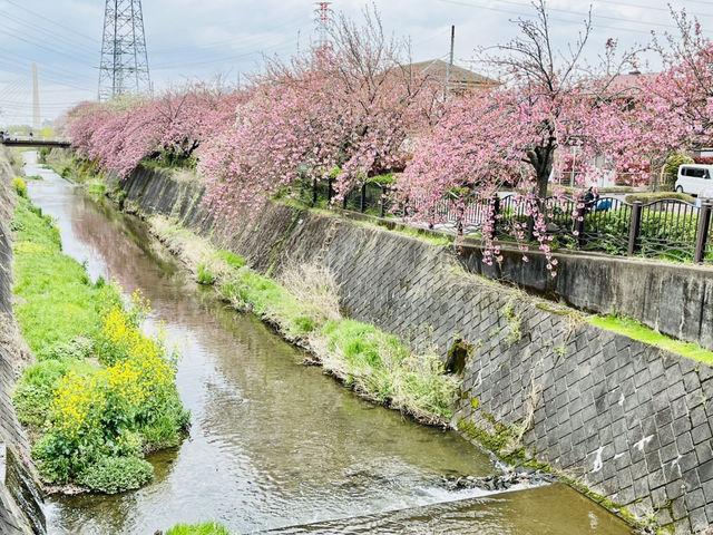 まだ間に合う！遅咲きの八重桜