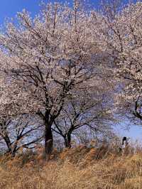 전북 완주 여행, 삼례 금와습지🍃