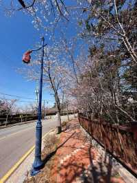 Chasing Cherry Blossoms Through Busan Streets