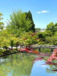 【京都】青紅葉の天国🍁 絶景スポット多数あり