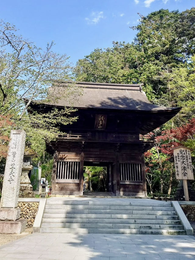 Spring Bliss at Hattasan Soneiji – Pink Moss in Full Bloom!