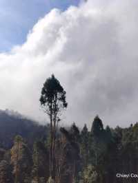 จุดชมวิว Zhushan Station Mt.Okasawara Alishan