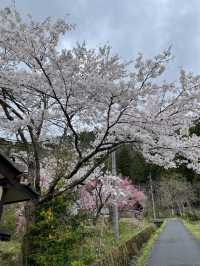 หมู่บ้านคายาบุกิโนะซาโตะ (Miyama Kayabuki no Sato)