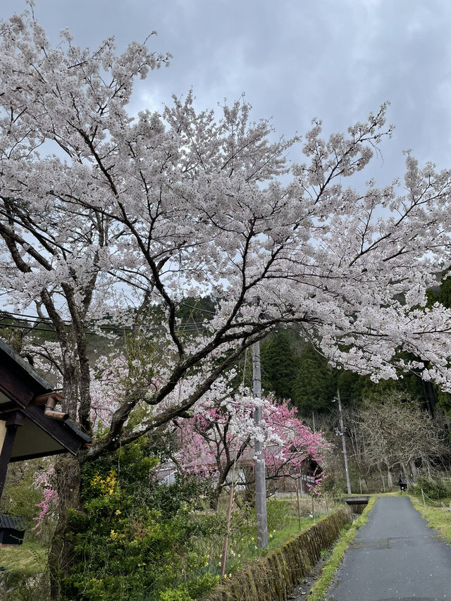 หมู่บ้านคายาบุกิโนะซาโตะ (Miyama Kayabuki no Sato)