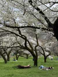 🌸Tokyo Hidden Cherry Blossom Route | Kinuta Park & Shukugawara (with guide)🌸