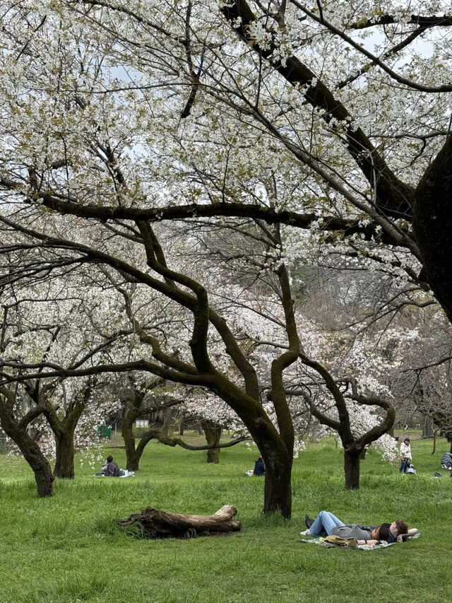 🌸Tokyo Hidden Cherry Blossom Route | Kinuta Park & Shukugawara (with guide)🌸