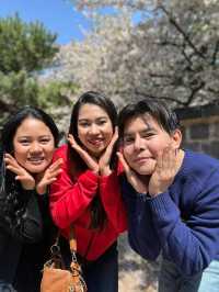Scenic Spots in Suwon for Sakura Viewing!