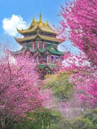 “Blossoms Above the Yangtze: Springtime Splendor in Chongqing”