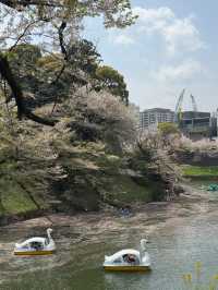 東京｜千鳥之淵的櫻花夢幻之旅