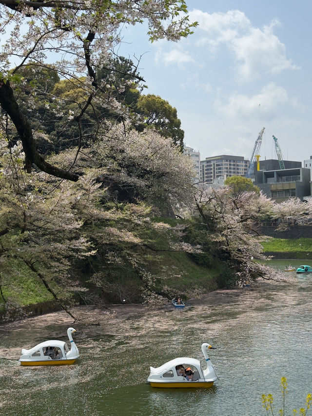 東京｜千鳥之淵的櫻花夢幻之旅