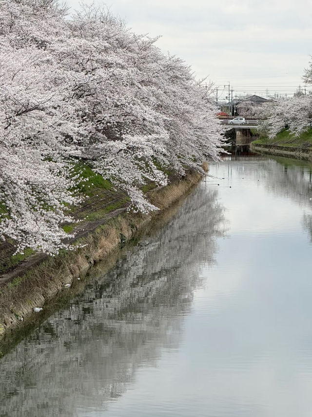 🌸 Cherry Blossom Viewing in Nara! 🌸