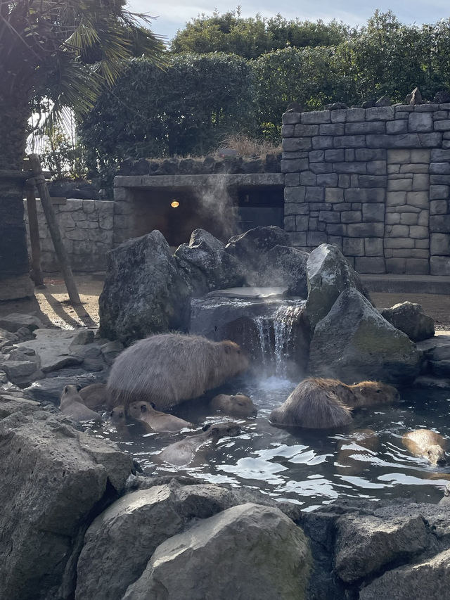東京伊豆仙人掌動物公園🦦🍊水豚泡柚子溫泉超治癒！