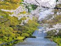 Arashiyama in Bloom: Kyoto’s Most Scenic Sakura Escape