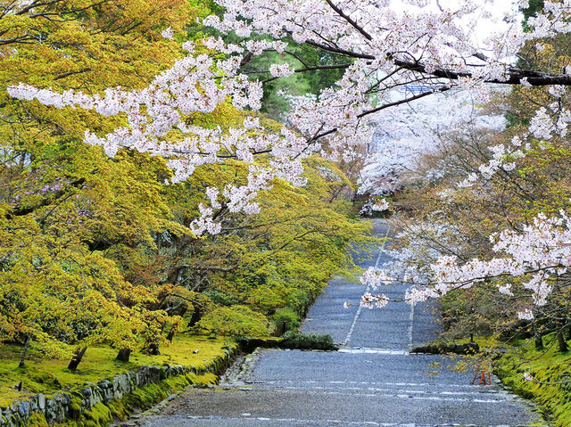 Arashiyama in Bloom: Kyoto’s Most Scenic Sakura Escape