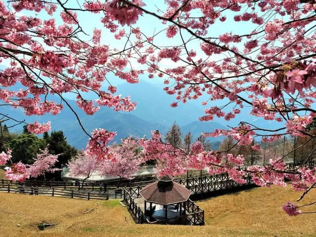Cingjing Farm Cherry Blossoms: A Floral Fairytale in Taiwan’s Highlands