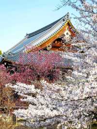 Kyoto Ninnaji Temple | 2025 Omuro Flower Festival Cherry Blossom Guide 🌸⛩️