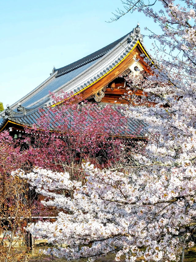 Kyoto Ninnaji Temple | 2025 Omuro Flower Festival Cherry Blossom Guide 🌸⛩️