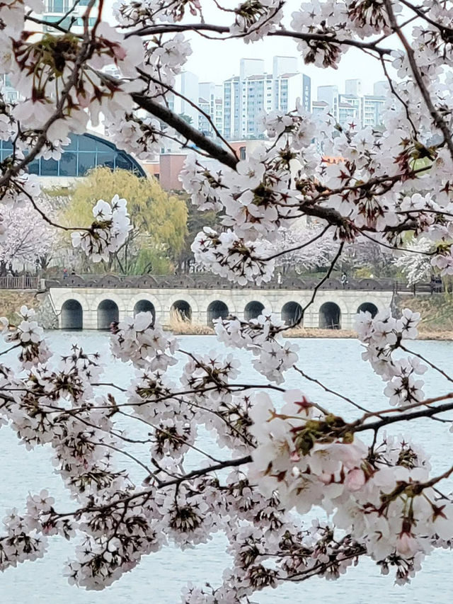 Cherry Blossoms at Seokchon Lake: A Fairytale Scene with Lotte World's Magic Castle