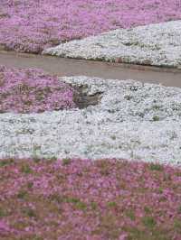 Hey! 🌸 A Pink Shiba Sakura Sea Near Tokyo