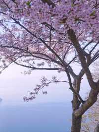 Hidden Blossom Sanctuary: Ziyun Chushan in Kagawa