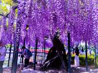 【愛知・津島市】4月中旬〜5月上旬が見頃！藤の花の絶景スポット