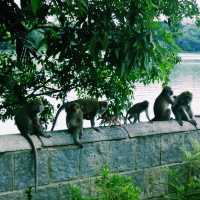 Exploring MacRitchie Reservoir Park: A Natural Escape in Singapore