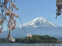 Fuji’s Floral Majesty: The Timeless Beauty of Cherry Blossoms
