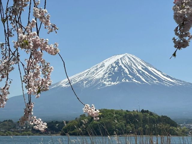Fuji’s Floral Majesty: The Timeless Beauty of Cherry Blossoms