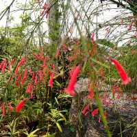 宜蘭秘境花市｜進花園・和旺園藝 IN GARDEN