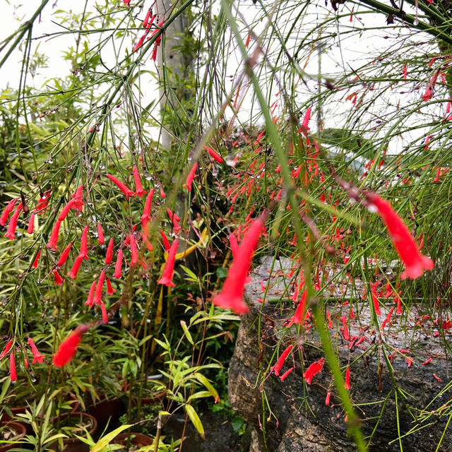 宜蘭秘境花市｜進花園・和旺園藝 IN GARDEN