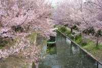 🌸 "Fushimi Canal: Kyoto’s Secret Sakura Tunnel You’ve Never Heard Of" 🌸