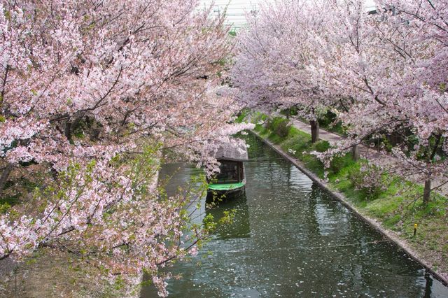 🌸 "Fushimi Canal: Kyoto’s Secret Sakura Tunnel You’ve Never Heard Of" 🌸