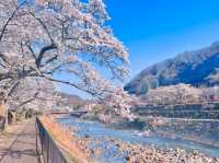 Miyaginohayakawa Embankment Sakura | Sendai's Pink Riverside Ode