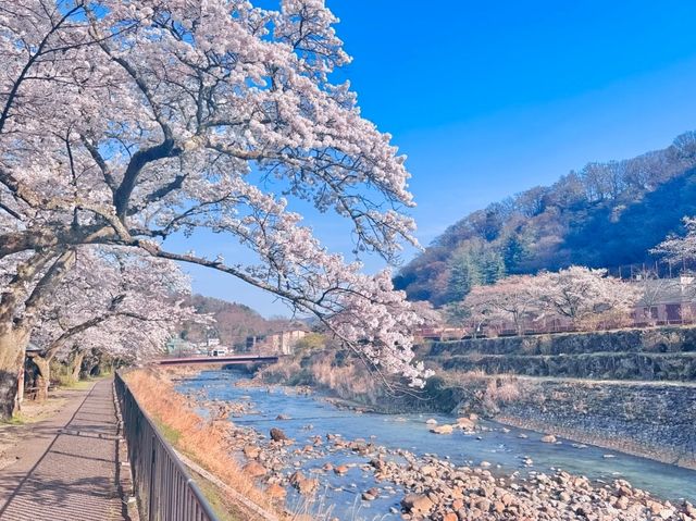 Miyaginohayakawa Embankment Sakura | Sendai's Pink Riverside Ode
