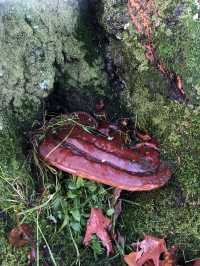 The most beautiful foraging spot for nature lovers