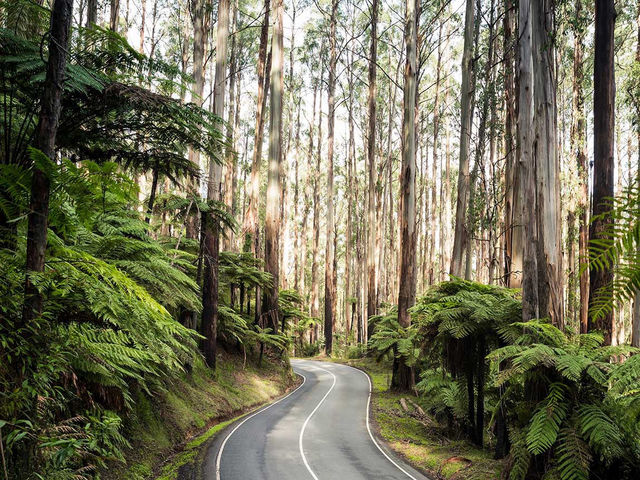 🌿✈️ Melbourne in 7 Days: Coffee, Street Art & Secret Spots!