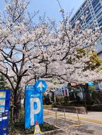 “Blossoms of Tomorrow: Springlight in Odaiba”
