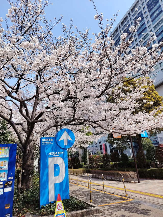 “Blossoms of Tomorrow: Springlight in Odaiba”