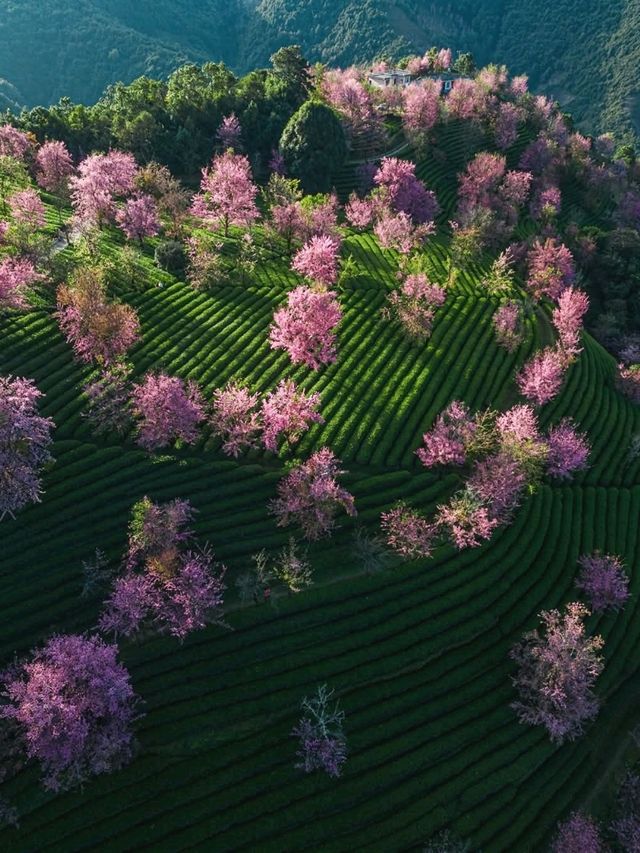 春意盎然的景象無量山櫻花谷