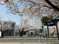 A Day Trip to Towada City, Aomori: Sakura Viewing Along the Official Avenue