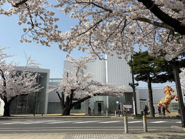 A Day Trip to Towada City, Aomori: Sakura Viewing Along the Official Avenue