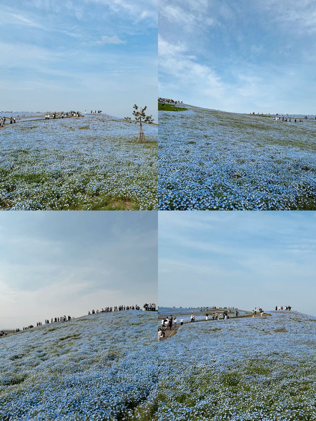 東京最大型花海🦋粉蝶花🤍國營海濱公園💙